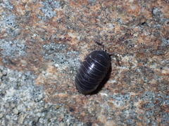 Armadillidium depressum