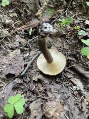 Lactarius lignyotus