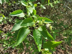 Croton ciliatoglandulifer