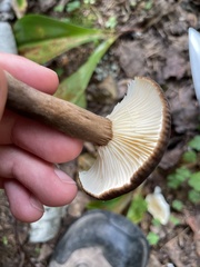 Lactarius lignyotus