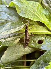 Anisomorpha buprestoides