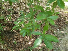 Quercus rysophylla