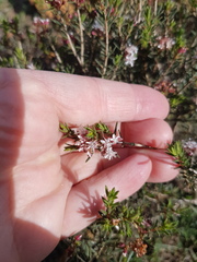 Agathosma foetidissima
