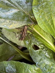 Anisomorpha buprestoides