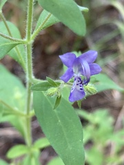 Trichostema dichotomum