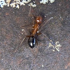 Camponotus decipiens