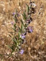Trichostema lanceolatum