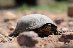 Kinosternon integrum