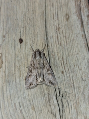 Dichagyris signifera