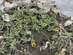 Sanvitalia procumbens