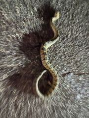 Crotalus molossus molossus