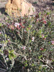 Agathosma foetidissima