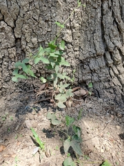 Aristolochia pentandra