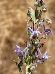 Trichostema lanceolatum