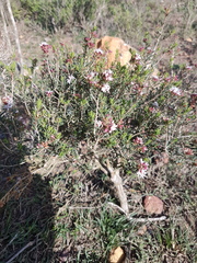 Agathosma foetidissima