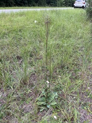 Carphephorus odoratissimus