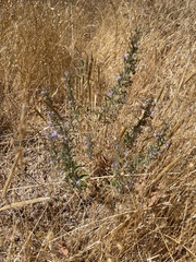 Trichostema lanceolatum
