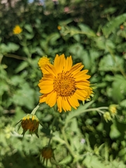 Verbesina encelioides