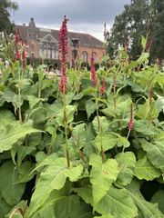 Bistorta amplexicaulis