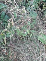 Heracleum sphondylium