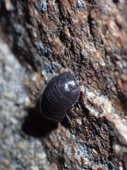 Armadillidium depressum