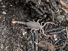 Pseudouroctonus reddelli