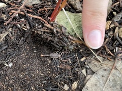 Pseudouroctonus reddelli