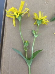 Silphium