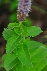 Mentha longifolia