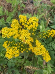 Solidago sempervirens