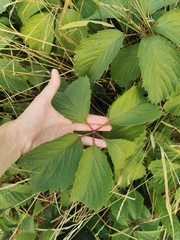 Parthenocissus inserta