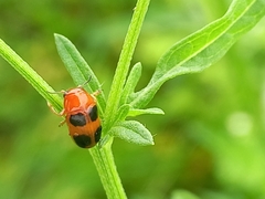 Ceratobasis koenigii