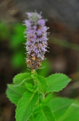 Mentha longifolia