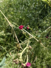 Boerhavia coccinea