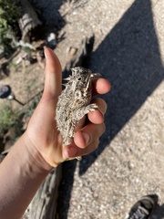 Phrynosoma cornutum
