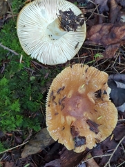 Russula