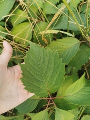 Parthenocissus inserta