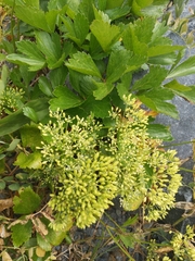 Ligusticum scothicum