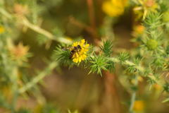 Dieunomia nevadensis