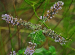 Mentha longifolia