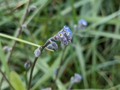 Myosotis arvensis