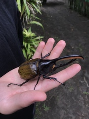 Dynastes septentrionalis