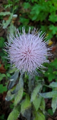 Cirsium altissimum