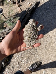 Phrynosoma cornutum