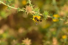 Dieunomia nevadensis