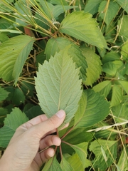 Parthenocissus inserta