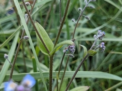 Myosotis arvensis