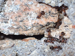 Lasius emarginatus