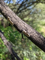 Byssomerulius corium