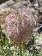 Pulsatilla occidentalis